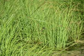 Attēlu rezultāti vaicājumam “Leucorrhinia pectoralis”