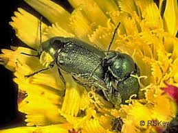 Attēlu rezultāti vaicājumam “Cryptocephalus aureolus, Cryptocephalus sericeus”