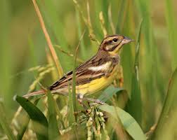 Image result for Emberiza aureola
