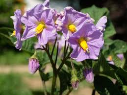 Attēlu rezultāti vaicājumam “Solanum tuberosum flower”
