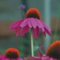 Image result for Echinacea angustifolia