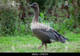 Attēlu rezultāti vaicājumam “Anser brachyrhynchus adult”