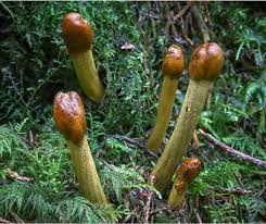 Attēlu rezultāti vaicājumam “Cordyceps stylophora”