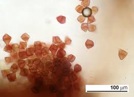 Attēlu rezultāti vaicājumam “Barbilophozia lycopodioides”