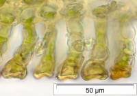 Attēlu rezultāti vaicājumam “Polytrichastrum pallidisetum”