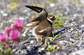 Attēlu rezultāti vaicājumam “Charadrius hiaticula adult”