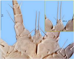 Attēlu rezultāti vaicājumam “Hylecoetus dermestoides male”