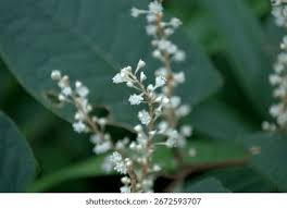 Attēlu rezultāti vaicājumam “Polygonaceae”