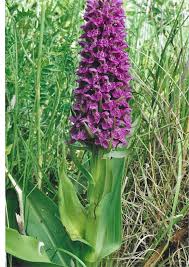 Attēlu rezultāti vaicājumam “Dactylorhiza cruenta flower”