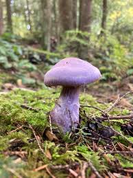 Attēlu rezultāti vaicājumam “Cortinarius traganus”