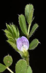 Attēlu rezultāti vaicājumam “Vicia lathyroides leaf”