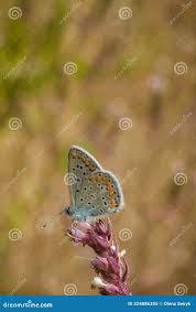 Attēlu rezultāti vaicājumam “Polyommatinae”