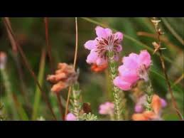 Attēlu rezultāti vaicājumam “Erica tetralix leaf”