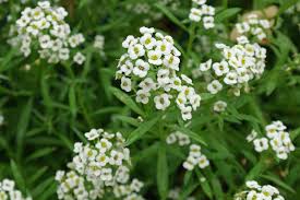 Attēlu rezultāti vaicājumam “Lobularia maritima”