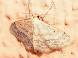 Attēlu rezultāti vaicājumam “Idaea biselata”