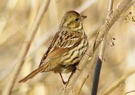 Image result for Emberiza fucata