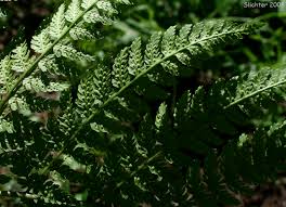Attēlu rezultāti vaicājumam “Dryopteris expansa”