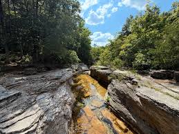 Attēlu rezultāti vaicājumam “Conocephalum salebrosum sporophyte”