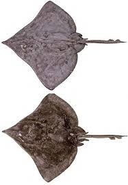 Image result for Dipturus intermedius