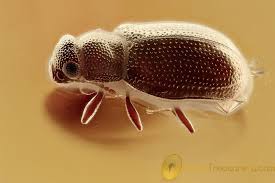 Attēlu rezultāti vaicājumam “Latridiidae”