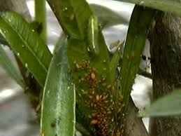 Attēlu rezultāti vaicājumam “Uroleucon hypochoeridis”