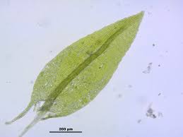 Attēlu rezultāti vaicājumam “Pohlia bulbifera”