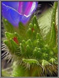 Attēlu rezultāti vaicājumam “Echium vulgare bud”