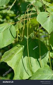 Attēlu rezultāti vaicājumam “Catalpa ovata leaf”