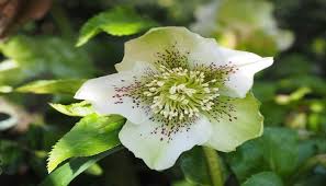 Image result for Christrose