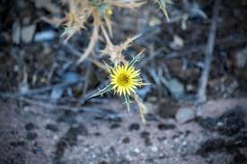 Attēlu rezultāti vaicājumam “Carlina biebersteinii bud”