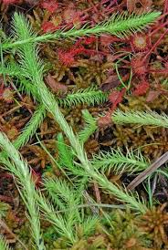 Attēlu rezultāti vaicājumam “Lycogala maculatum sessile”