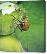 Attēlu rezultāti vaicājumam “Curculio nucum”