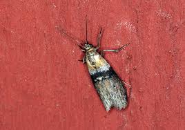 Attēlu rezultāti vaicājumam “Sciota fumella”