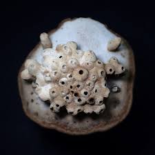 Attēlu rezultāti vaicājumam “Agathomyia wankowiczii”