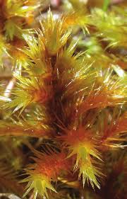 Attēlu rezultāti vaicājumam “Tomentypnum nitens”