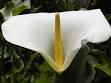 Flower - Wikipedia, the free encyclopedia