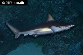 Image result for Carcharhinus plumbeus