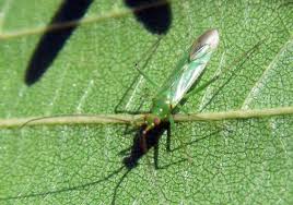 Attēlu rezultāti vaicājumam “Blepharidopterus angulatus”