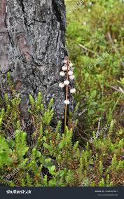 Attēlu rezultāti vaicājumam “Pyrola media”