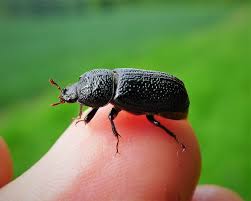 Attēlu rezultāti vaicājumam “Sinodendron cylindricum”