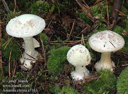 Attēlu rezultāti vaicājumam “Amanita citrina”
