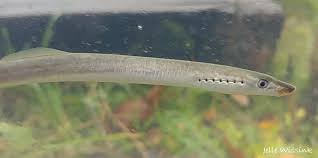 Attēlu rezultāti vaicājumam “Lampetra planeri”