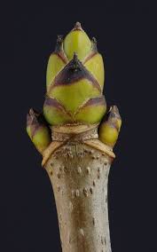 Attēlu rezultāti vaicājumam “Acer pseudoplatanus fruit”