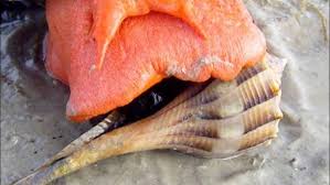 Image result for Triplofusus giganteus