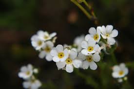 Attēlu rezultāti vaicājumam “Plagiothecium latebricola macro”