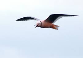 Image result for Rhodostethia rosea