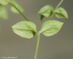 Attēlu rezultāti vaicājumam “Moehringia trinervia bud”