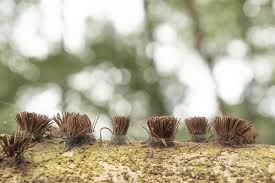 Attēlu rezultāti vaicājumam “Stemonitis axifera”