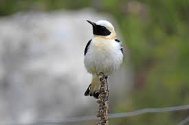 Image result for Oenanthe hispanica