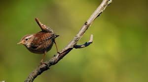 Attēlu rezultāti vaicājumam “Troglodytes troglodytes”